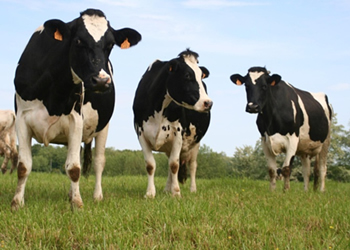 Repaso situación productiva regional a julio de 2020