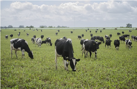 Uruguay: Remisión récord, y facturación más alta en 3 años