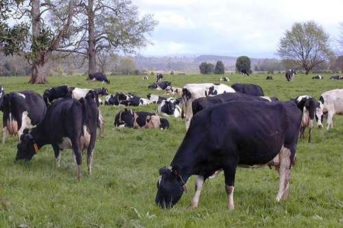 Gremio estima un alza en la producción nacional con el inicio de la primavera 