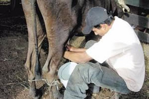 Incertidumbre en ganaderos colombianos por bajo precio internacional de la leche