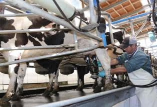 Ajustan a la baja estimación de producción lechera para este año