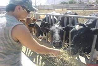 La lechería que desafía al desierto en Arica