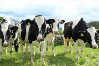 Recepción nacional de leche cae 6,5% en noviembre y total anual se equipara a 2016