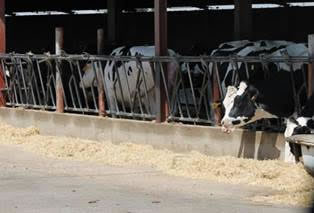 España: Sigue la tendencia al alza del precio de la leche y se eleva hasta los 0,334 euros