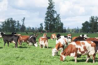 Un 85,3% de la leche recepcionada en noviembre provino de Los Lagos y Los Ríos