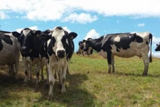 Efectos del estrés calórico sobre la producción y calidad de la leche