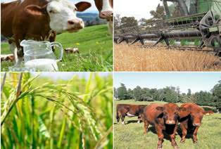 Perspectivas Agrícolas 2017-2026 OCDE-FAO: Se prevé crecimiento de la demanda