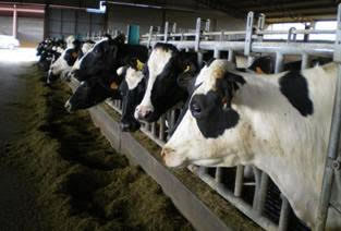Uruguay: "El quesero artesanal gana 10% más por litro de leche"