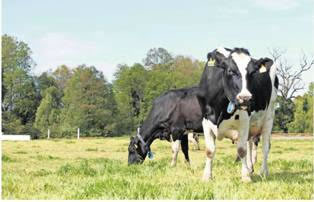 Producción nacional de leche cayó 1,3% durante el año 2017