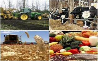Indice de Precios de los Alimentos de FAO: mejoró en febrero respecto a enero