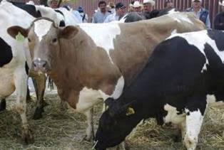 México: Incremento de la leche será de 7.20 pesos