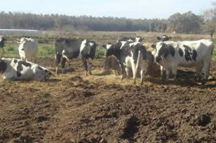 Argentina: Según datos oficiales se pago en febrero $5,76 por litro