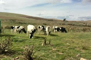 Problemas de exceso de oferta de leche se ciernen sobre los irlandeses expansionistas