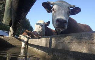 Experta alemana asesorará a científicos en estudios sobre Fiebre Q