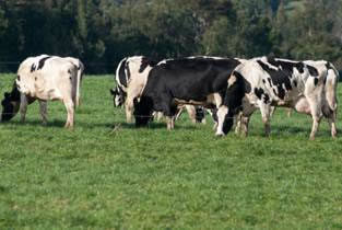 Recepción de leche baja 1,3% en enero y gremio pronostica un primer trimestre “negro”
