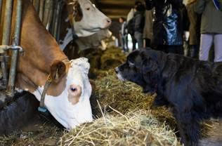El precio medio de la leche en Europa, en marzo, cae un 1,6% hasta los 33,94 euros