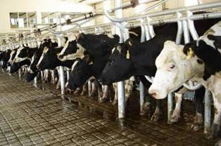 Argentina: Producción de leche aumentó 14% durante el primer trimestre