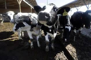 Ganaderos alemanes y franceses proponen la venta paulatina de la leche en polvo