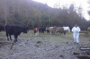 Profesionales del SAG de tres regiones avanzan en la erradicación de la brucelosis bovina