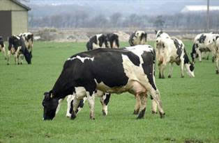 Demasiada producción y competencia abarata la leche en Alemania