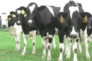 Importadores mundiales: principales datos del primer trimestre