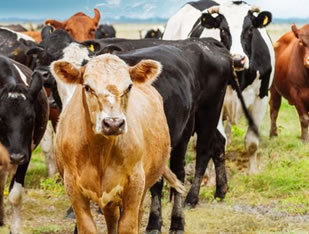 Investigador mexicano creó antibiótico con piel de rana para curar infecciones en vacas