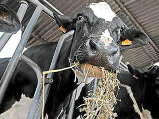 Las entregas de leche en la UE crecerán un 1,2% en 2018
