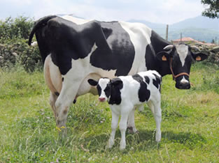 El precio promedio de la leche en Europa cae en mayo de 2018