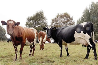 Seguro pecuario registra alza de 60 % en Los Lagos