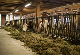 Precio de la leche anota una baja en Europa durante febrero 