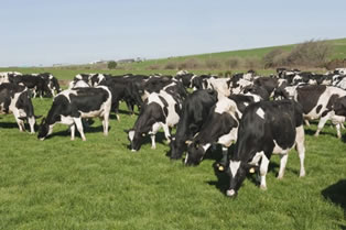 Nueva Zelanda alcanza una producción récord de leche 