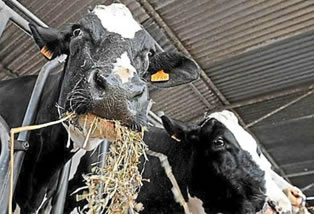 Unión Europea: Sigue al alza la producción de leche
