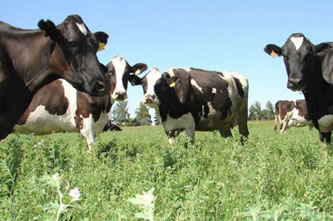 El precio de la leche se eleva en noviembre en Europa