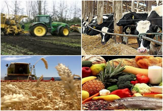 Los precios mundiales de los alimentos suben en noviembre