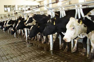 Argentina: La extendida sequía impactará en la lechería 