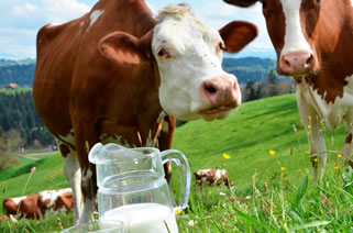 Análisis evolución producción mundial de leche