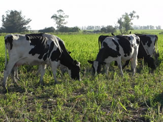 Argentina: Buenas expectativas de recuperación en 2020