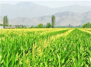  Neutro impacto tendrían retenciones argentinas