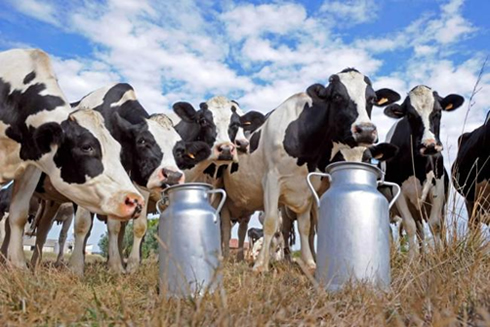 EE.UU.: Gobierno compró US$ 50 millones más leche líquida 