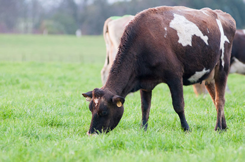 Leche "grass fed" Chile: amigable con el medio ambiente