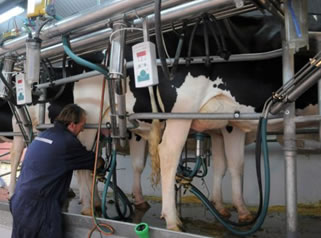 COVID-19: guía de capacitación para trabajadores agrícolas   