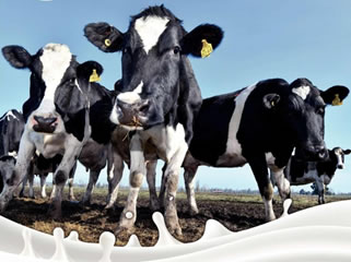 El índice de precios de los productos lácteos de la FAO se recupera en junio 