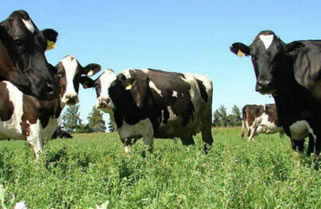 ¿Qué pasará con los mercados lácteos en 2020?