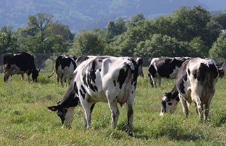 Unión Europa:  Precio medio de la leche cierra al alza en 2019