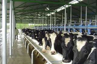 Sector agrícola podrá operar con guía de despacho en papel 