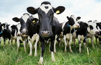 EE.UU. : Ocho señales para las exportaciones lácteas en 2020