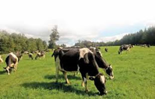 Claves para proteger predios de los incendios forestales