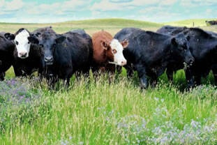 Agricultura regenerativa: una fórmula para recuperar el suelo 