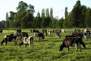 Lechería puede contribuir a la “carbono neutralidad a 2050”