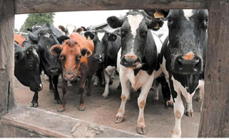 Argentina: Menos producción y mejor precio, así fue 2019 